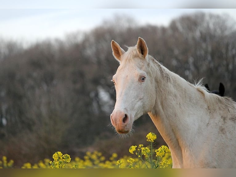 Achal-Tekkiner Stute 22 Jahre 158 cm Cremello in GOVEN