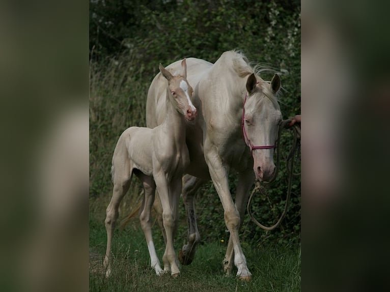 Achal-Tekkiner Stute 22 Jahre 158 cm Cremello in GOVEN