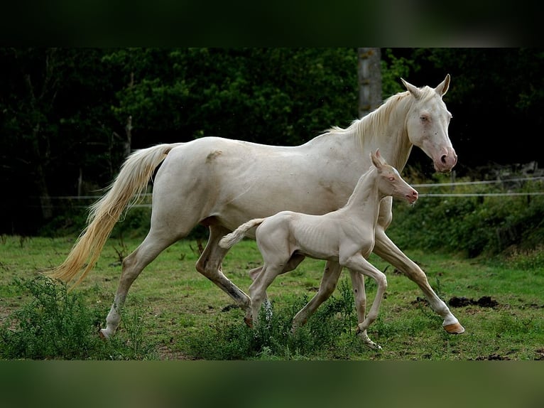 Achal-Tekkiner Stute 22 Jahre 158 cm Cremello in GOVEN