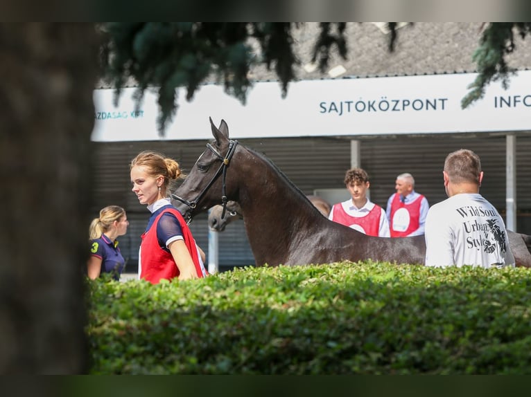 Achal-Tekkiner Stute 2 Jahre 150 cm Rappe in Nowa Wieś