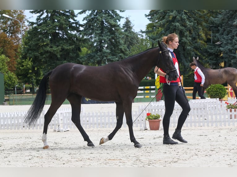 Achal-Tekkiner Stute 2 Jahre 150 cm Rappe in Nowa Wieś