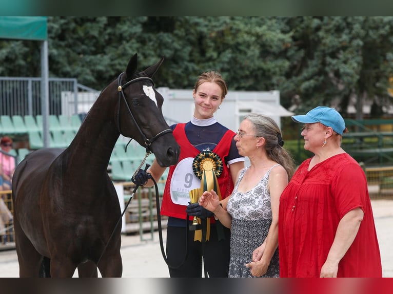 Achal-Tekkiner Stute 2 Jahre 150 cm Rappe in Nowa Wieś