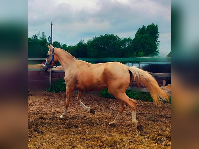 Achal-Tekkiner Stute 2 Jahre 155 cm Palomino in &#x425;&#x438;&#x43C;&#x43A;&#x438;