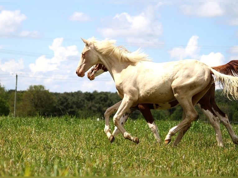 Achal-Tekkiner Stute 2 Jahre 158 cm Cremello in GOVEN