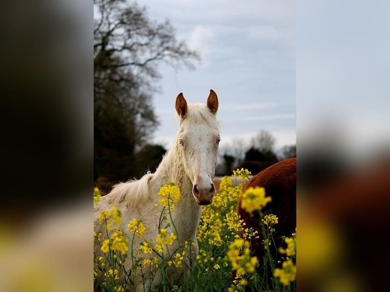 Achal-Tekkiner Stute 2 Jahre 158 cm Cremello in GOVEN