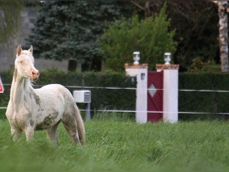 Achal-Tekkiner Stute 2 Jahre 158 cm Cremello in GOVEN