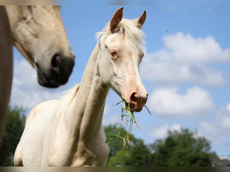 Achal-Tekkiner Stute 2 Jahre 158 cm Cremello in GOVEN