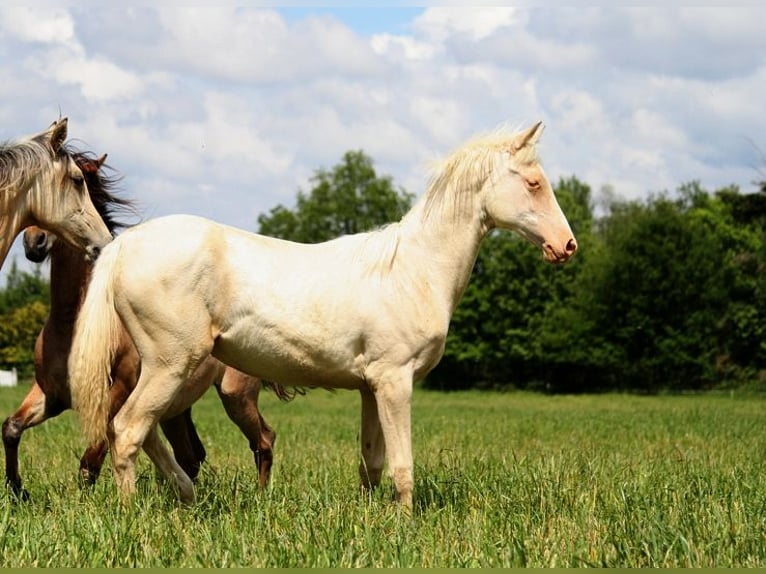 Achal-Tekkiner Stute 2 Jahre 158 cm Cremello in GOVEN