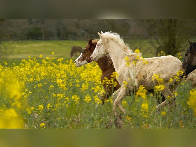 Achal-Tekkiner Stute 2 Jahre 158 cm Cremello in GOVEN