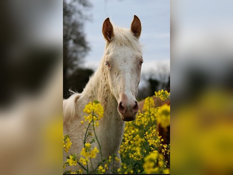 Achal-Tekkiner Stute 2 Jahre 158 cm Cremello in GOVEN