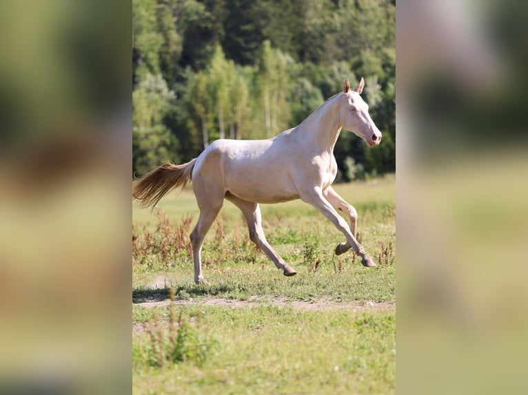 Achal-Tekkiner Stute 2 Jahre 158 cm Cremello in San Pietroburgo