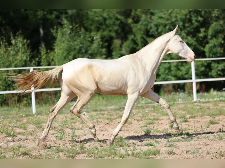 Achal-Tekkiner Stute 2 Jahre 158 cm Cremello in San Pietroburgo