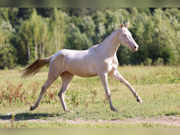 Achal-Tekkiner Stute 2 Jahre 158 cm Cremello in San Pietroburgo