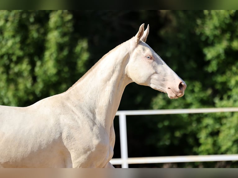 Achal-Tekkiner Stute 2 Jahre 158 cm Cremello in San Pietroburgo