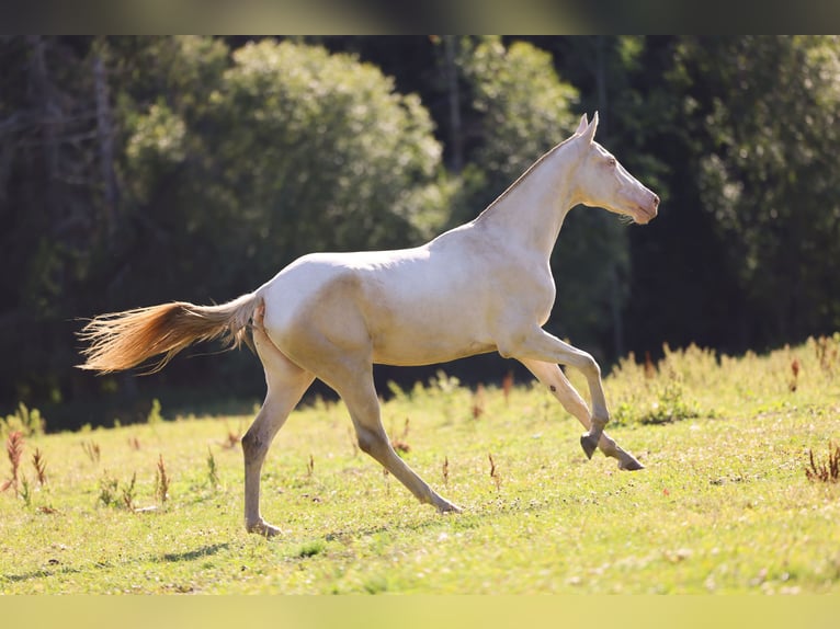 Achal-Tekkiner Stute 2 Jahre 158 cm Cremello in San Pietroburgo