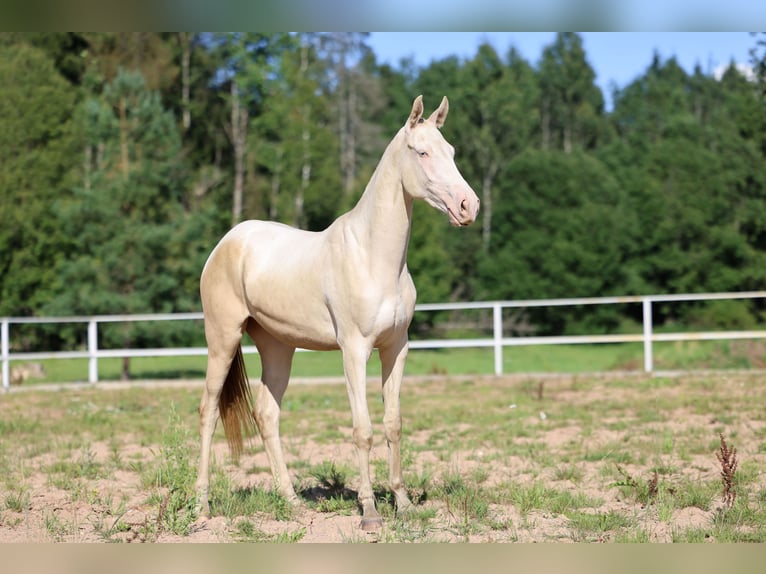 Achal-Tekkiner Stute 2 Jahre 158 cm Cremello in San Pietroburgo