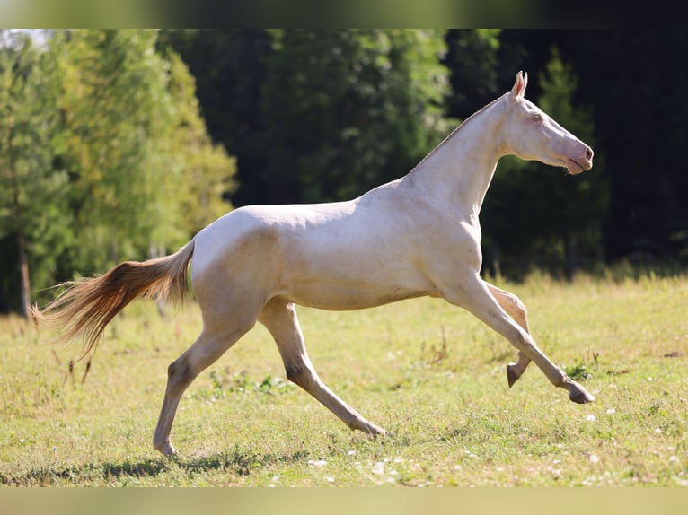 Achal-Tekkiner Stute 2 Jahre 158 cm Cremello in San Pietroburgo