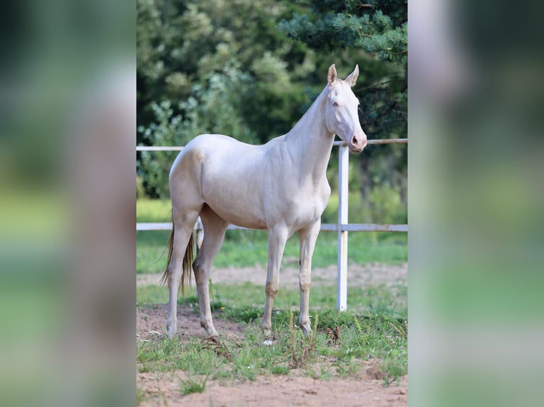Achal-Tekkiner Stute 2 Jahre 158 cm Cremello in San Pietroburgo
