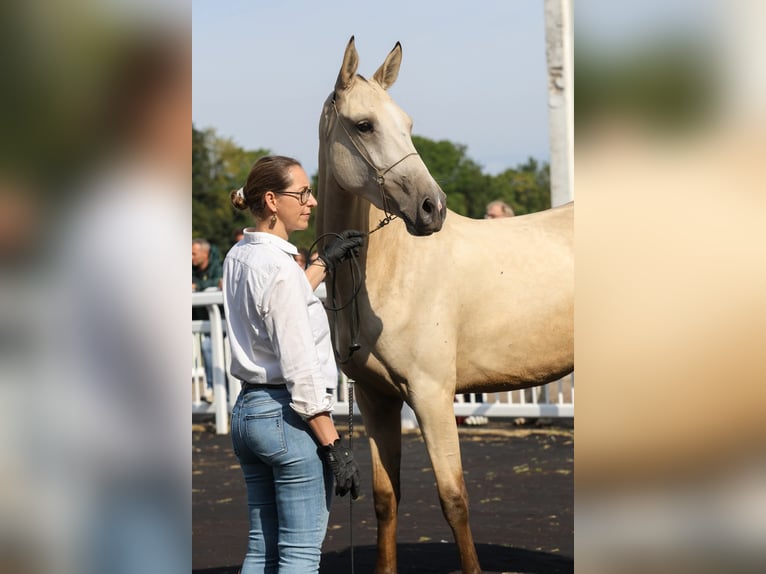 Achal-Tekkiner Stute 2 Jahre 160 cm Buckskin in Val de Bride