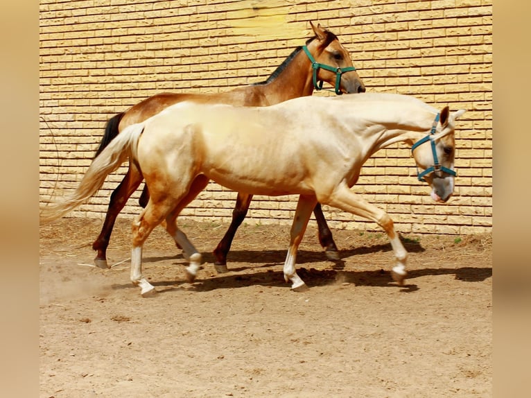Achal-Tekkiner Stute 3 Jahre 154 cm Palomino in Химки