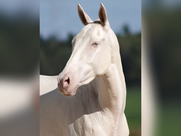 Achal-Tekkiner Stute 3 Jahre 155 cm Cremello in Thalmässing