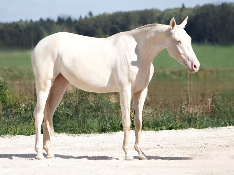 Achal-Tekkiner Stute 3 Jahre 155 cm Cremello in Thalmässing