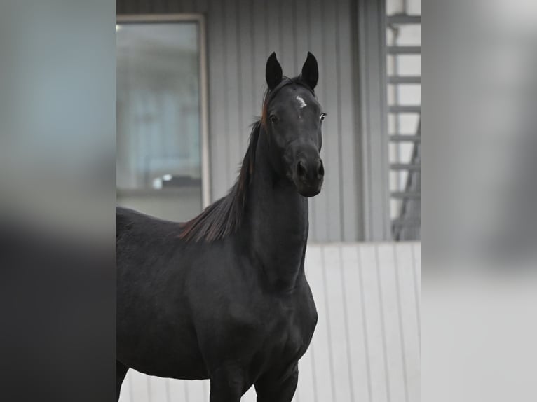 Achal-Tekkiner Mix Stute 3 Jahre 158 cm Rappe in Ovelg&#xF6;nne