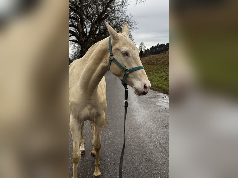 Achal-Tekkiner Stute 4 Jahre 155 cm Perlino in Thalmässing