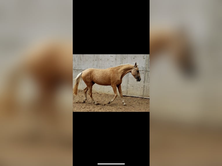 Achal-Tekkiner Stute 4 Jahre 160 cm Palomino in Arischia