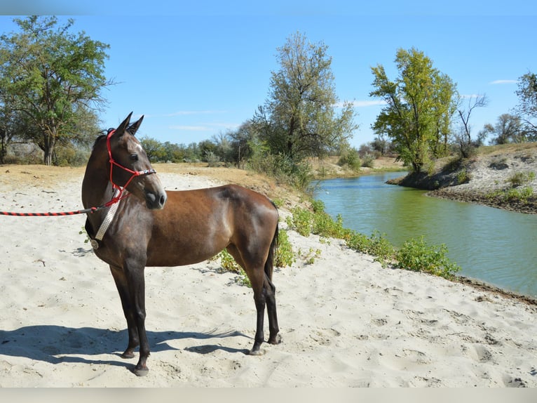 Achal-Tekkiner Stute 4 Jahre Schimmel in Ópusztaszer