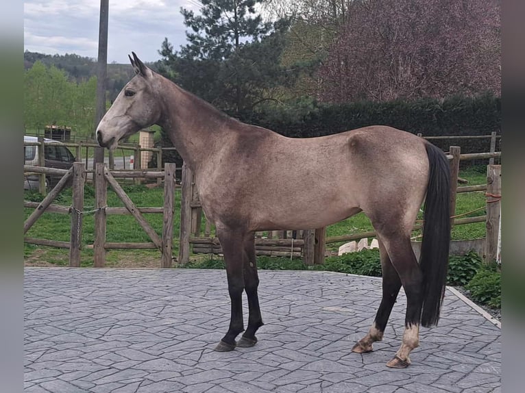 Achal-Tekkiner Stute 5 Jahre 161 cm Buckskin in Pyskocely