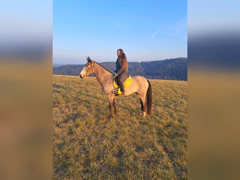 Achal-Tekkiner Stute 5 Jahre 161 cm Buckskin in Pyskocely