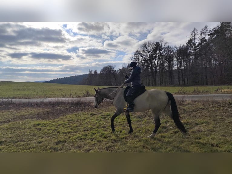 Achal-Tekkiner Stute 5 Jahre 161 cm Buckskin in Pyskocely