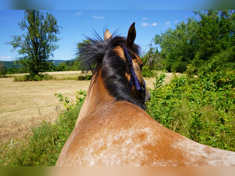 Achal-Tekkiner Mix Stute 6 Jahre 155 cm Roan-Red in Schwalbach am Taunus
