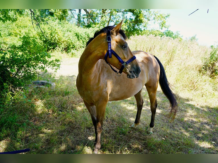 Achal-Tekkiner Mix Stute 6 Jahre 155 cm Roan-Red in Schwalbach am Taunus