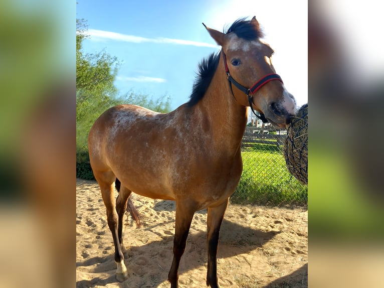 Achal-Tekkiner Mix Stute 6 Jahre 155 cm Roan-Red in Schwalbach am Taunus
