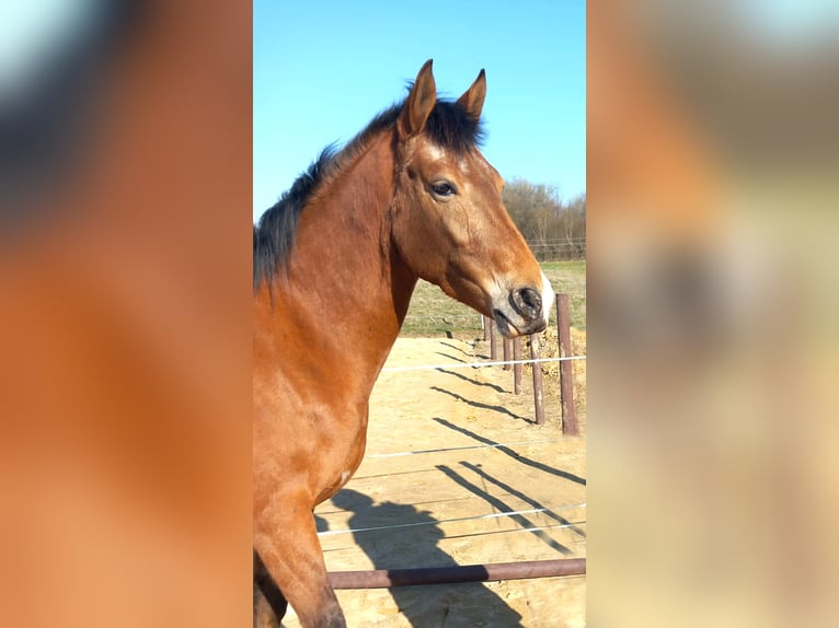 Achal-Tekkiner Mix Stute 6 Jahre 155 cm Roan-Red in Schwalbach am Taunus