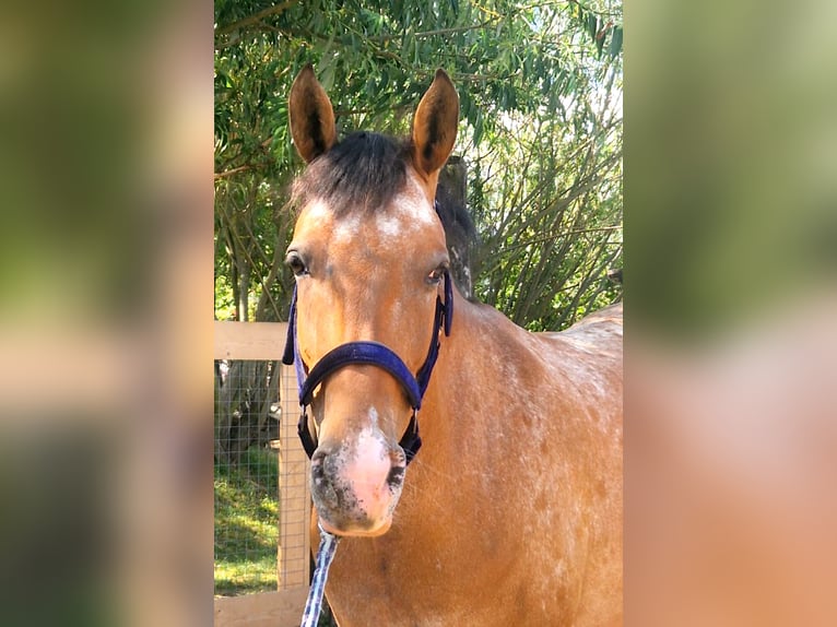 Achal-Tekkiner Mix Stute 6 Jahre 155 cm Roan-Red in Schwalbach am Taunus