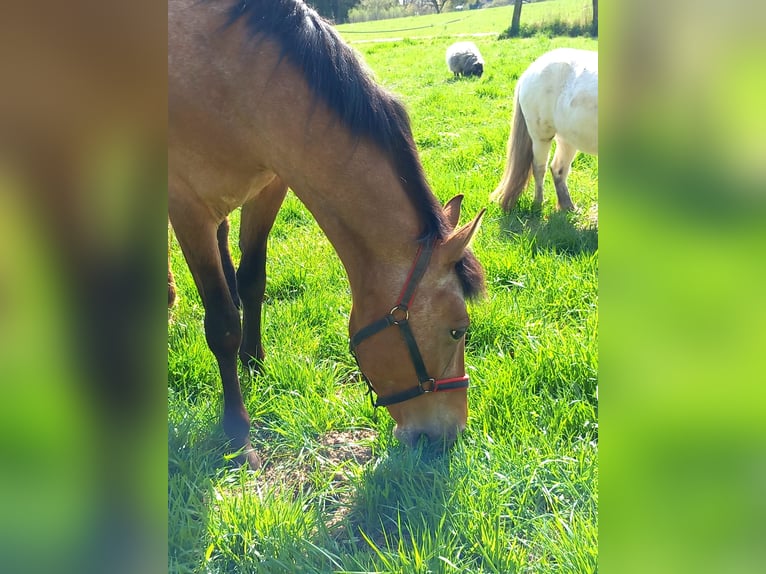Achal-Tekkiner Mix Stute 6 Jahre 155 cm Roan-Red in Schwalbach am Taunus