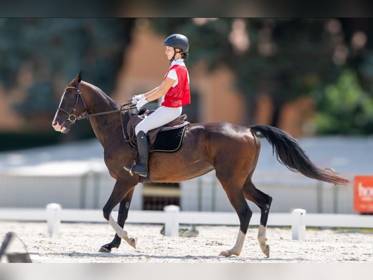 Achal-Tekkiner Stute 6 Jahre 157 cm Rotbrauner in Novo mesto