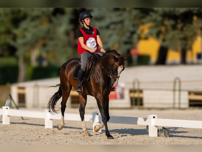 Achal-Tekkiner Stute 6 Jahre 157 cm Rotbrauner in Novo mesto