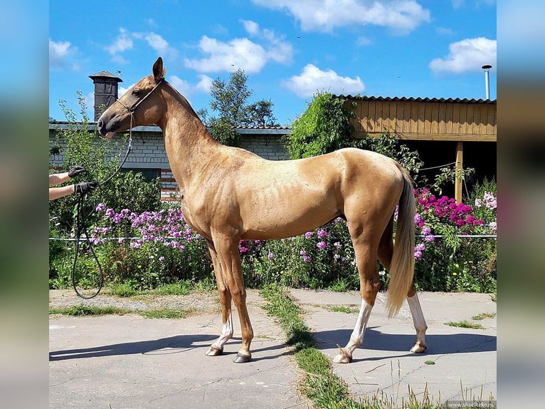 Achal-Tekkiner Stute 6 Jahre 160 cm Palomino in Oleśnica