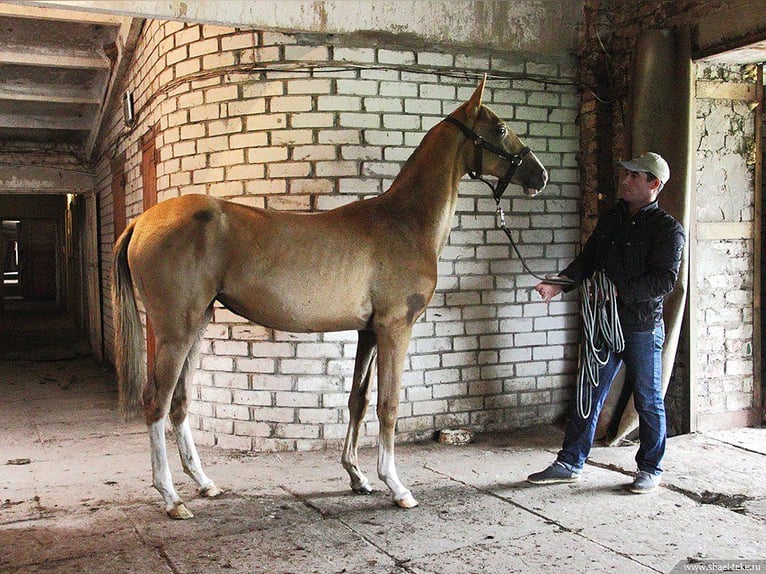 Achal-Tekkiner Stute 6 Jahre 160 cm Palomino in Oleśnica