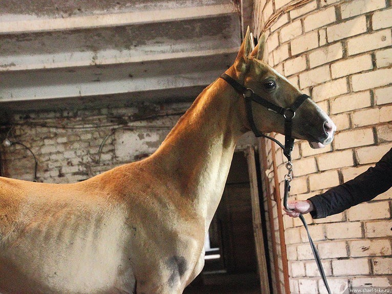 Achal-Tekkiner Stute 6 Jahre 160 cm Palomino in Oleśnica