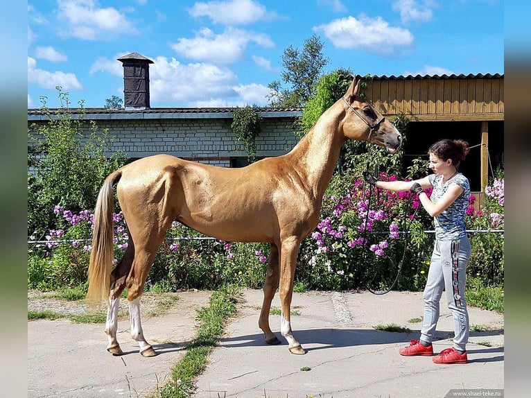 Achal-Tekkiner Stute 6 Jahre 160 cm Palomino in Oleśnica