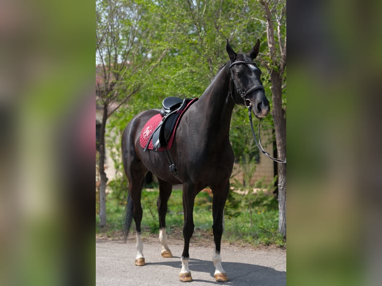 Achal-Tekkiner Stute 6 Jahre 161 cm Rappe in Karaganda