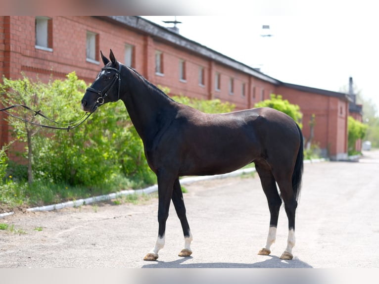 Achal-Tekkiner Stute 7 Jahre 161 cm Rappe in Karaganda