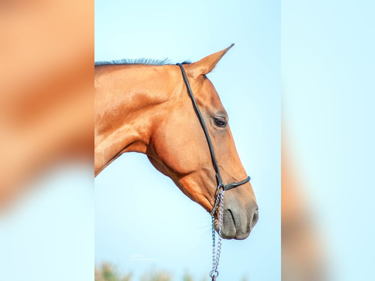 Achal-Tekkiner Stute 8 Jahre 151 cm Brauner in Nederland