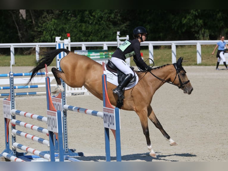 Achal-Tekkiner Stute 8 Jahre 154 cm Falbe in La Chauss&#xE9;e-Saint-Victor