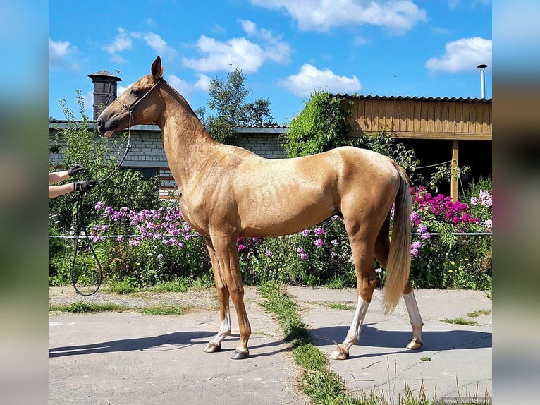 Achal-Tekkiner Stute 8 Jahre 160 cm  in Oleśnica
